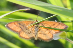 Idaea flaveolaria