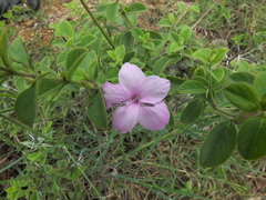 Barleria mysorensis