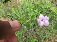 Barleria mysorensis
