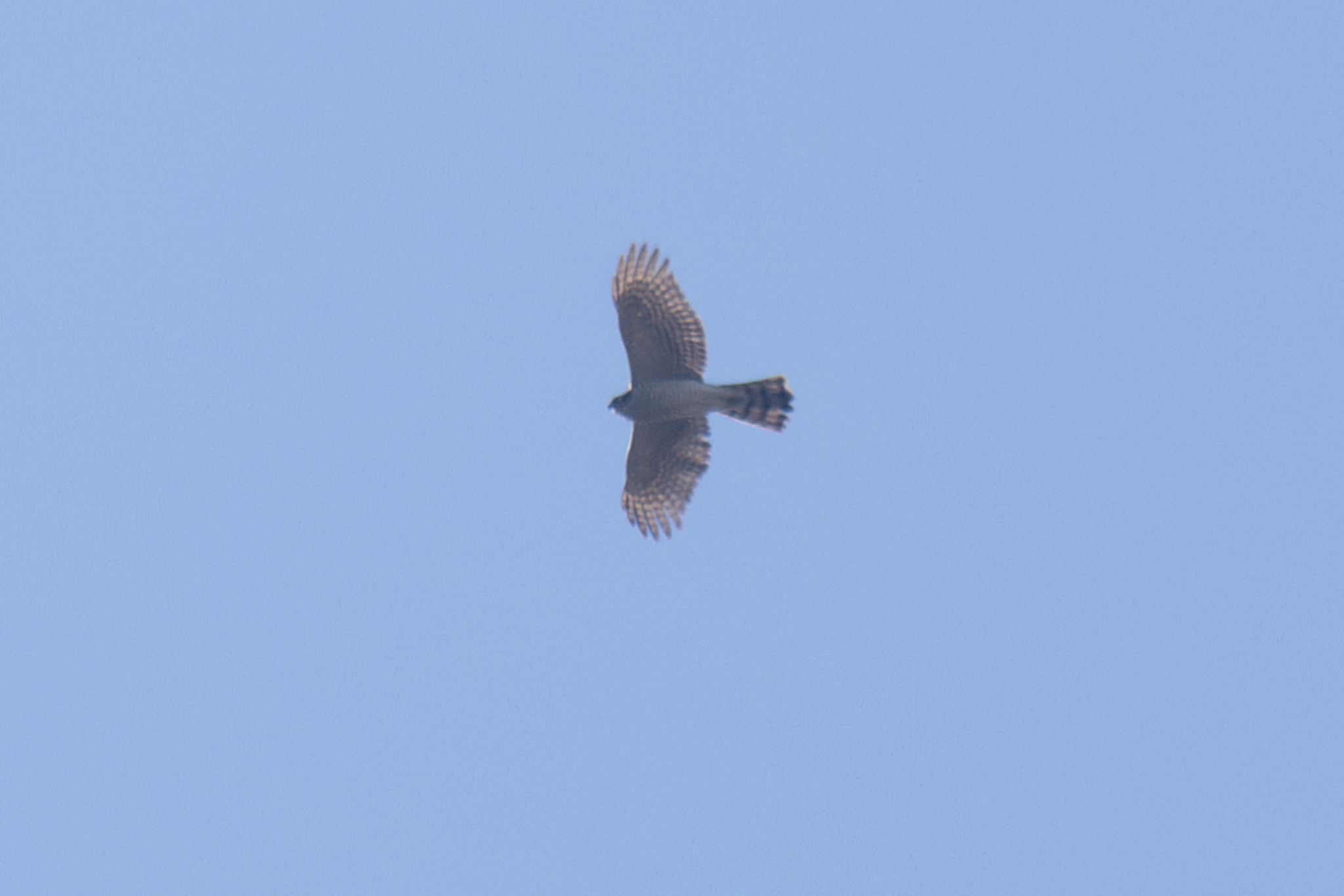 Accipiter nisus (Linnaeus, 1758)
