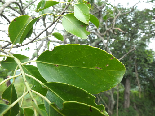 Cassine glauca · iNaturalist