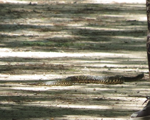 Urutu Lancehead
