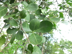 Pleiospermium alatum