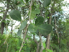 Pleiospermium alatum