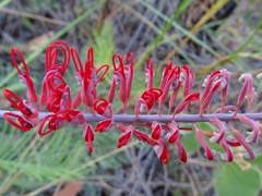 Grevillea dryandri