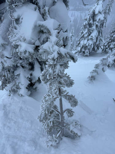 Alpine whitebark pine
