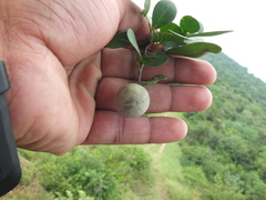 Pleiospermium alatum