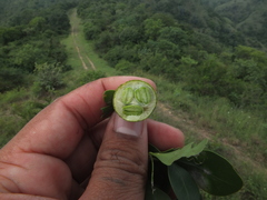 Pleiospermium alatum