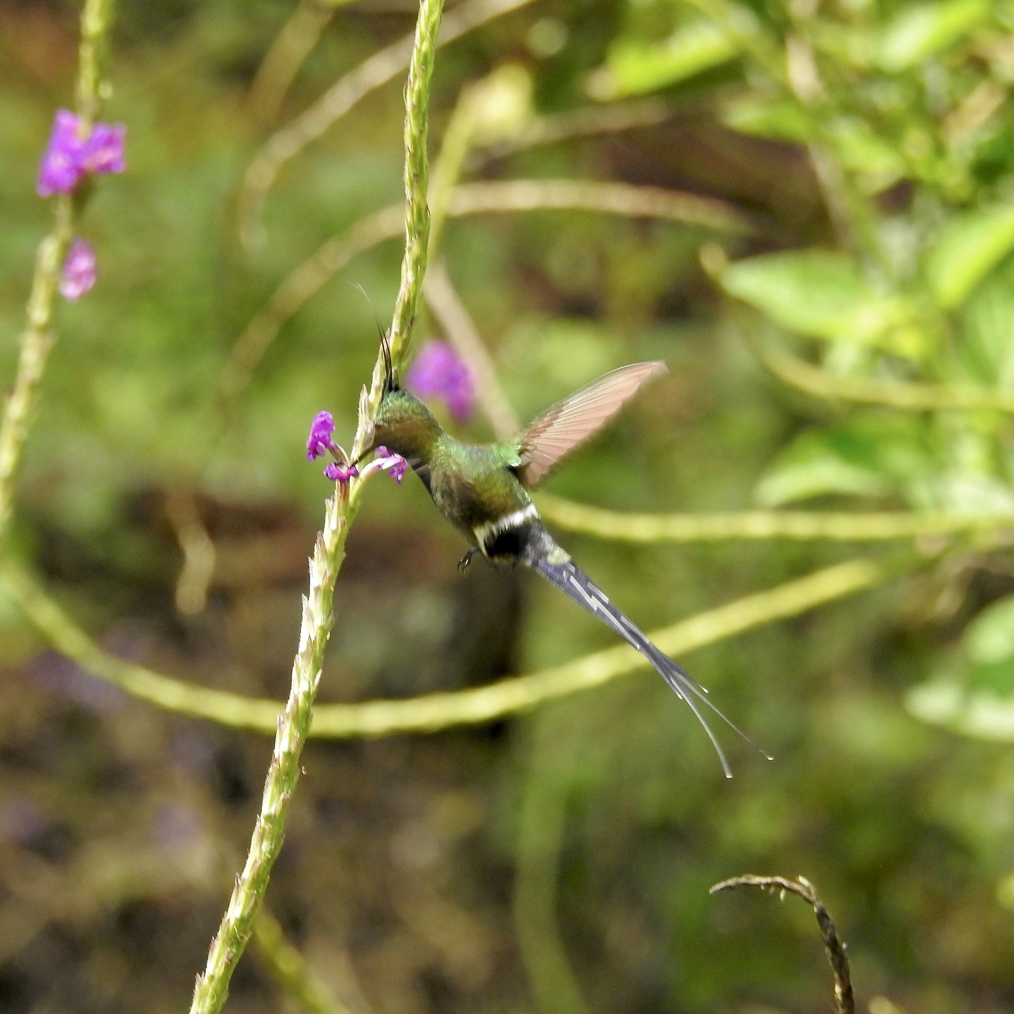 Wire-crested Thorntail (Discosura popelairii), photo 7