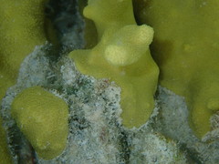 Porites attenuata