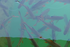 Barbonymus schwanefeldii