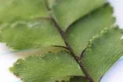 Adiantum fulvum
