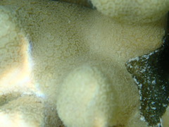 Porites attenuata