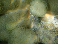 Porites attenuata
