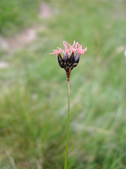 Juncus jacquinii