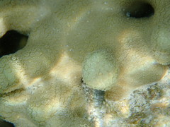 Porites attenuata