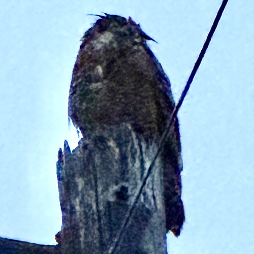 View observation of {o.common_name} on iNaturalist