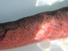 Holothuria edulis