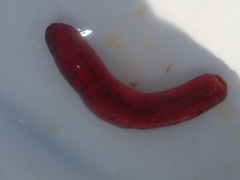 Holothuria edulis