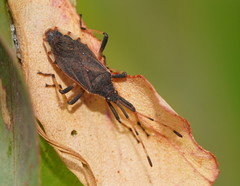 Gelonus tasmanicus