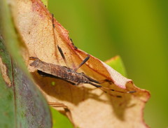 Gelonus tasmanicus
