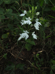 Habenaria plantaginea
