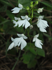 Habenaria plantaginea