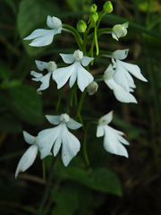 Habenaria plantaginea