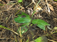 Habenaria plantaginea