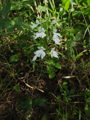 Habenaria plantaginea