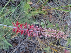 Grevillea dryandri
