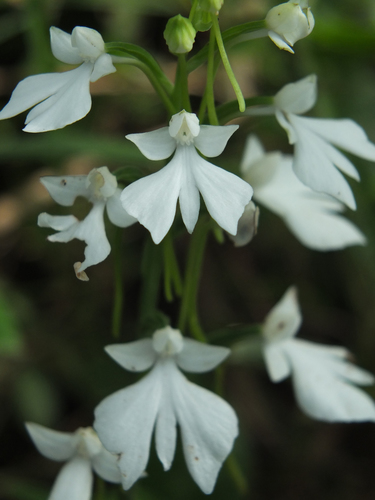 Image of Habenaria plantaginea by (c) Siddarth Machado, some rights reserved (CC BY)