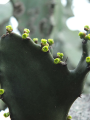 Euphorbia antiquorum