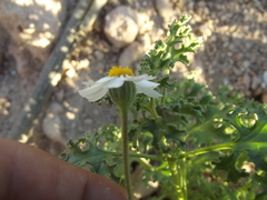 Perityle crassifolia robusta