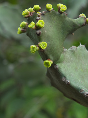 Euphorbia antiquorum