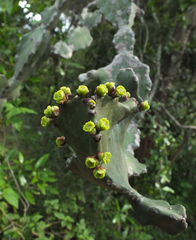 Euphorbia antiquorum