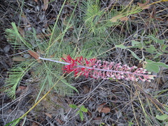 Grevillea dryandri