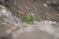 Nesocaryum stylosum