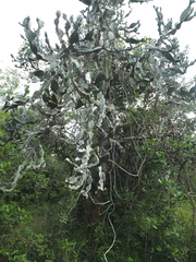 Euphorbia antiquorum