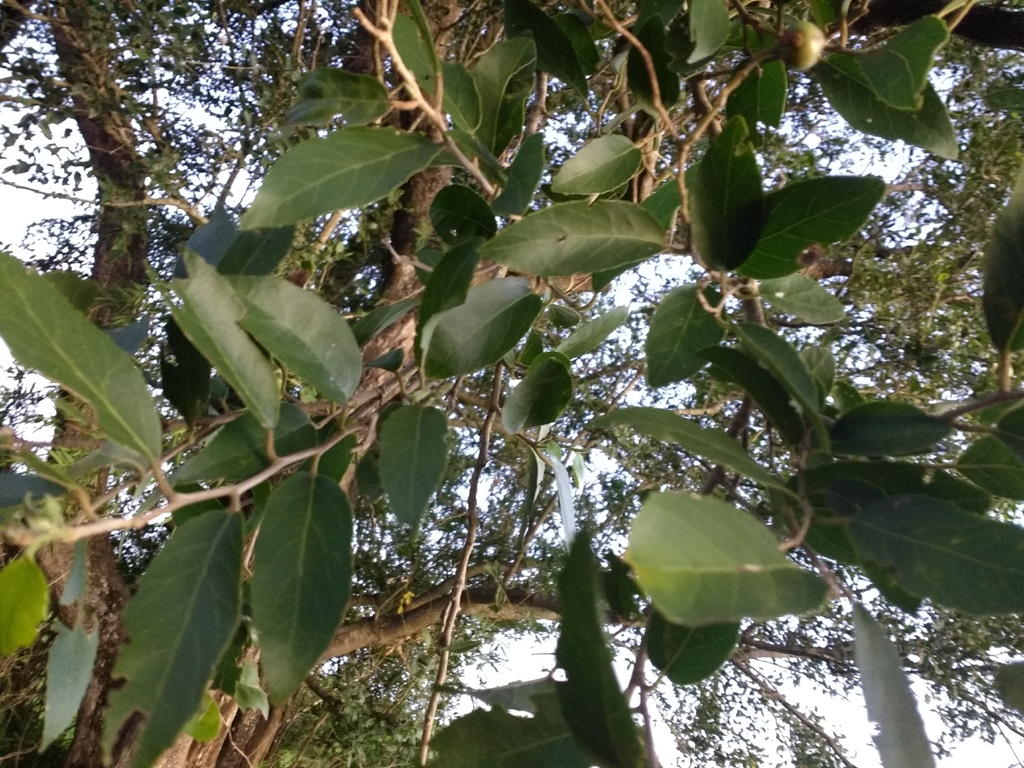 Banara arguta