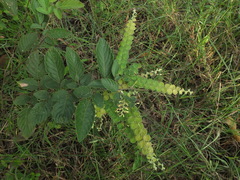 Phyllodium pulchellum