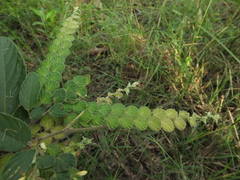 Phyllodium pulchellum
