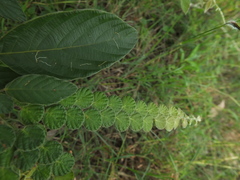 Phyllodium pulchellum