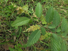 Phyllodium pulchellum