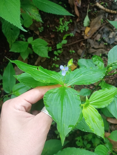 Upright tinantia (Tinantia erecta)