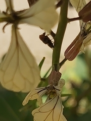 Physiphora alceae