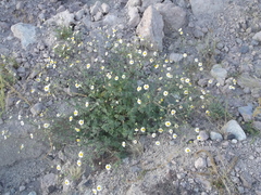 Perityle crassifolia robusta