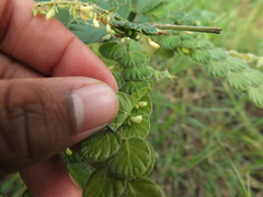 Phyllodium pulchellum