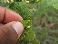 Phyllodium pulchellum