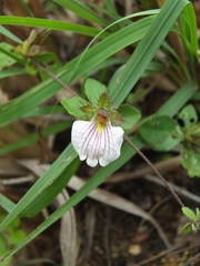 Blepharis maderaspatensis